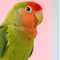 Exotic Birds Product Category by Maharashtra Pets Online