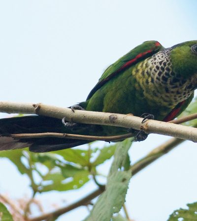 Buy Bombay Cat Kitten In Vidisha | Maharashtra Pets Online