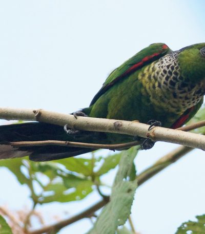 Buy Bombay Cat Kitten In Vidisha | Maharashtra Pets Online