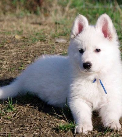 pure white german shepherd maharashtra long coat