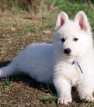 pure white german shepherd maharashtra long coat