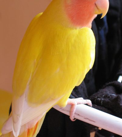 lutino lovebird maharashtra peach faced top quality yellow body rose face red eyes african lovebird