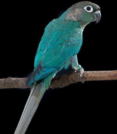 turquoise conure maharashtra pair top quality blue sided green cheek conure sea foam blue plumage