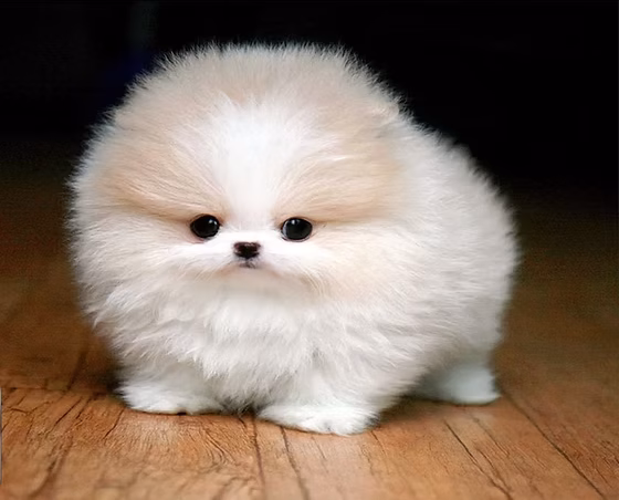 toy pom puppy maharashtra top quality
