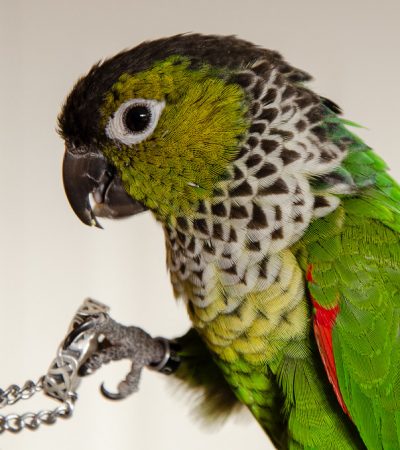 black capped conure maharashtra pair top quality black crown emerald body scaly neck pattern