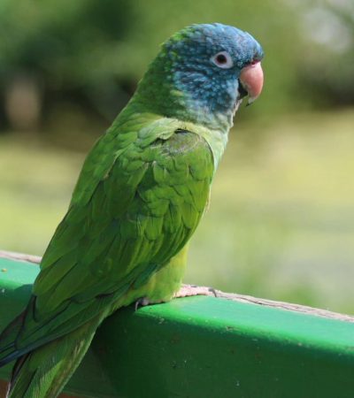 blue crown conure maharashtra pair top quality cerulean blue head emerald body long tail parrot