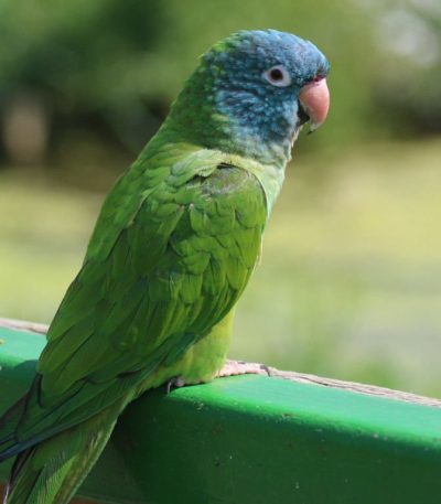 blue crown conure maharashtra pair top quality cerulean blue head emerald body long tail parrot