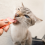Place order for kittens food in Maharashtra Pets online