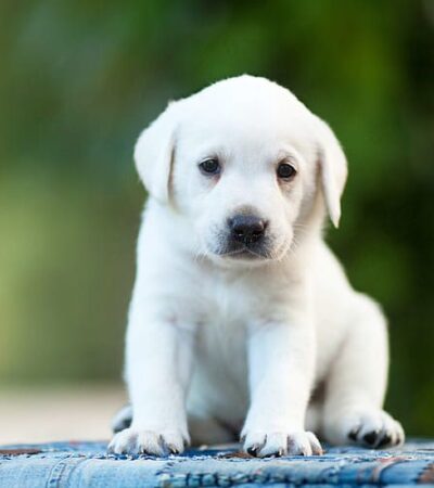 white labrador puppy maharashtra top quality pure white ivory coat