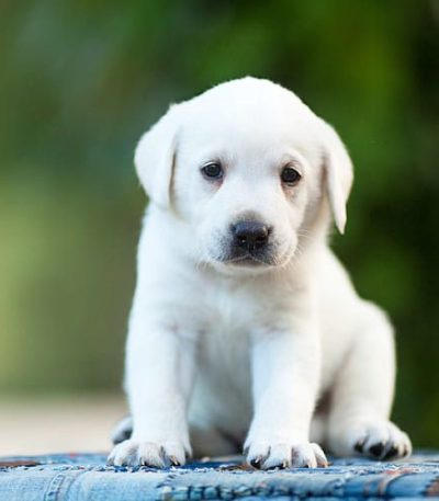 white labrador puppy maharashtra top quality pure white ivory coat