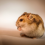 Hamsters Delivery All over Maharashtra and Pune