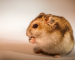 Hamsters Delivery All over Maharashtra and Pune
