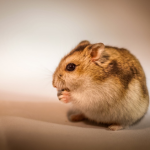 Hamsters Delivery All over Maharashtra and Pune