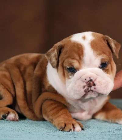 english bulldog puppy maharashtra top quality