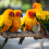 Medium Size Birds like sun conure sold by Maharashtra Pets Online