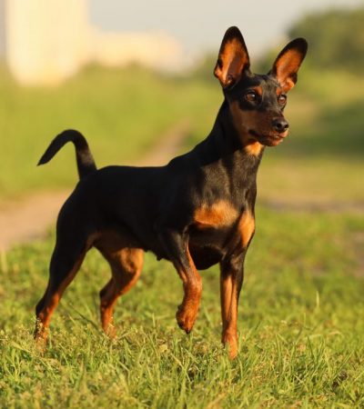 miniature pinscher puppy maharashtra top quality black and tan