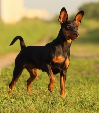 miniature pinscher puppy maharashtra top quality black and tan