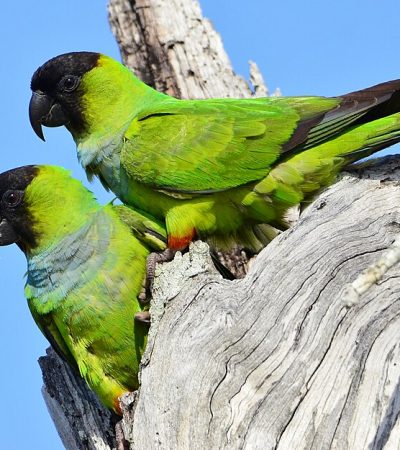 Buy Chihuahua Puppy In Vidisha | Maharashtra Pets Online