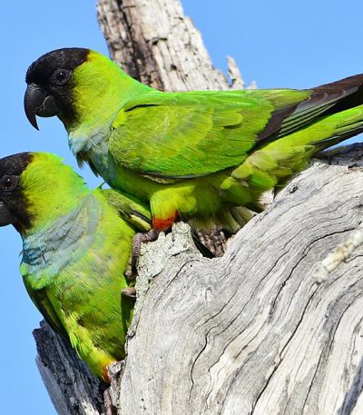 Buy Chihuahua Puppy In Vidisha | Maharashtra Pets Online