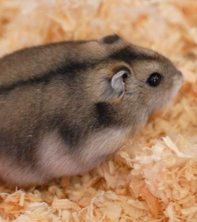 russian hamster pair maharashtra
