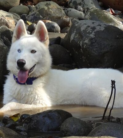pure white siberian husky maharashtra wooly coat