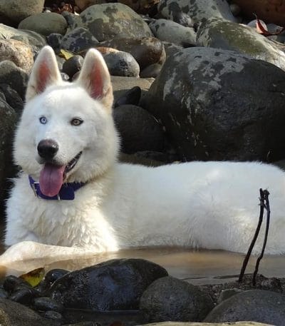 pure white siberian husky maharashtra wooly coat