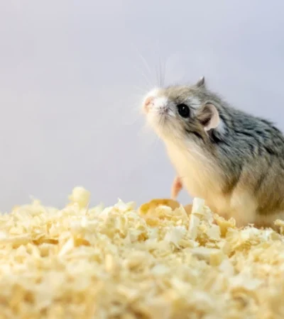 Buy Toy Poodle Puppy In Vidisha | Maharashtra Pets Online