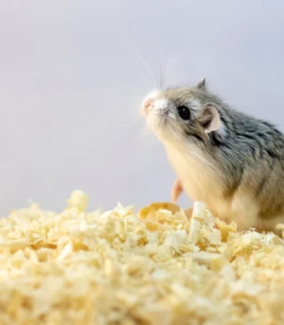 Buy Toy Poodle Puppy In Vidisha | Maharashtra Pets Online