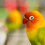 Small Size pets Birds sold by Maharashtra Pets Online