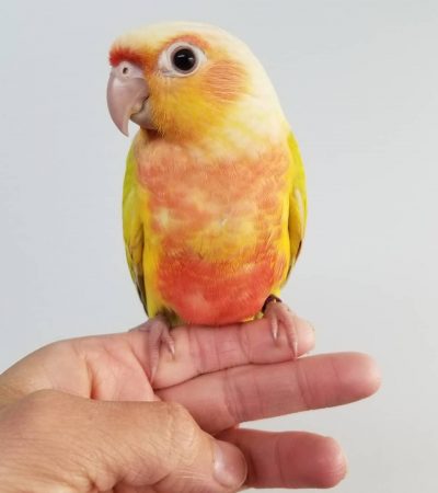 Buy Dachshund Puppy Chocolate In Vidisha | Maharashtra Pets Online