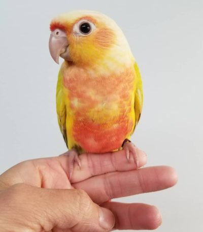 Buy Dachshund Puppy Chocolate In Vidisha | Maharashtra Pets Online