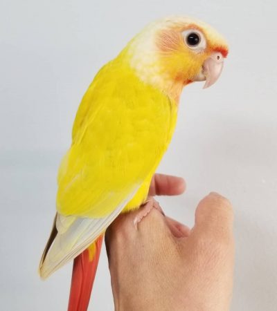 sun cheek conure maharashtra pair top quality rare mutation pastel yellow red orange plumage