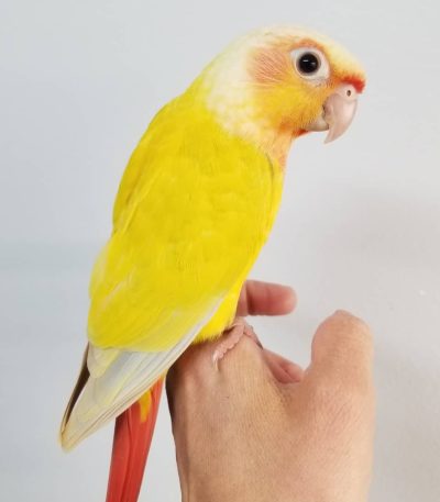sun cheek conure maharashtra pair top quality rare mutation pastel yellow red orange plumage