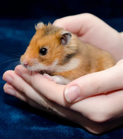 Syrian Hamsters Pairs Price Maharashtra - Healthy Golden Hamster Pair