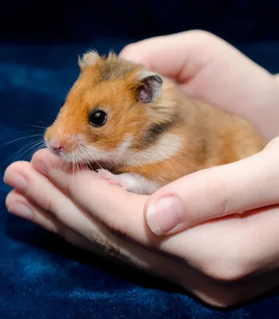 Syrian Hamsters Pairs Price Maharashtra - Healthy Golden Hamster Pair