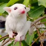 sugar glider albino pair maharashtra