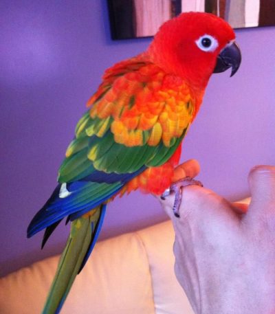 hyper red sun conure maharashtra pair top quality red factor ruby head orange chest tropical parrot
