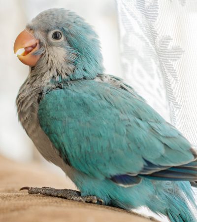 Buy Bichon Frise Puppy In Vidisha | Maharashtra Pets Online