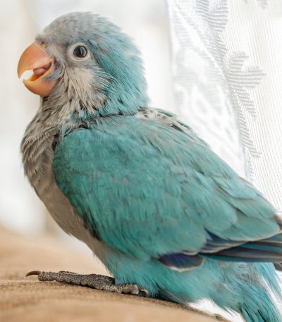 Buy Bichon Frise Puppy In Vidisha | Maharashtra Pets Online