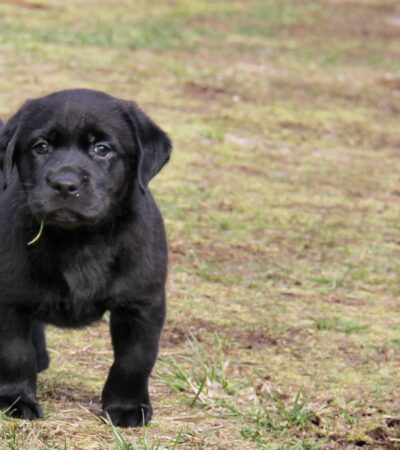 black labrador puppy maharashtra top quality jet black coat