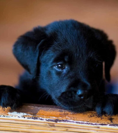 Labrador puppy for sale in Pune