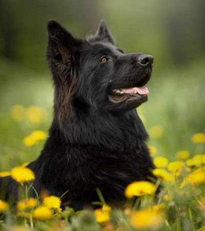 pure black german shepherd maharashtra double coat
