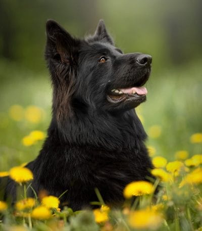pure black german shepherd maharashtra double coat