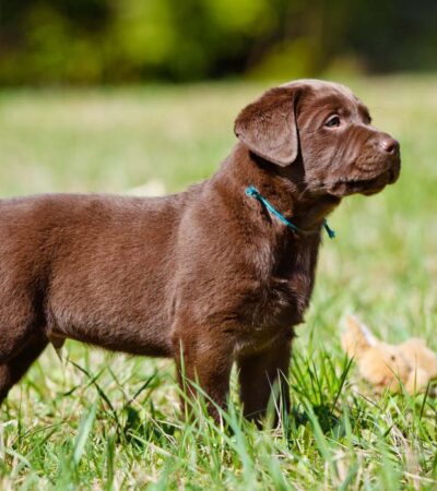 Chocolate lab from Maharashtra Pets Online