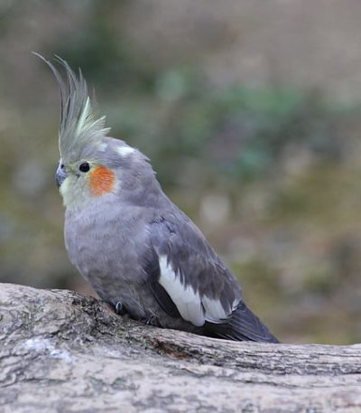 Buy Cane Corso Puppy In Vidisha | Maharashtra Pets Online