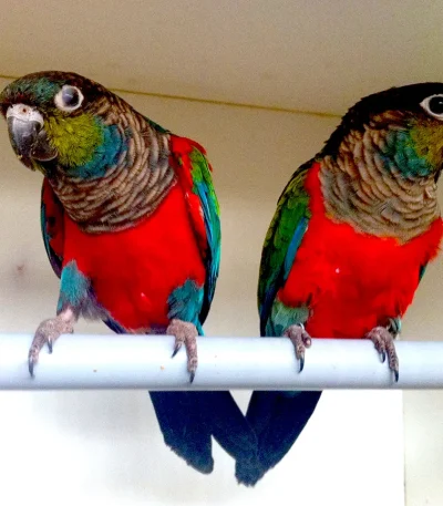 Crimson Bellied Conure Pair