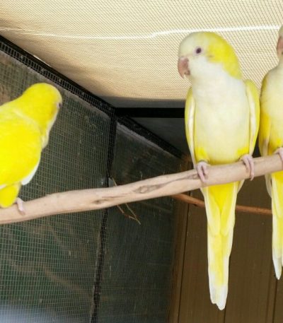 yellow monk quaker parrot maharashtra lutino top quality sun yellow plumage red eyes