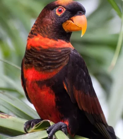 dusky lorikeet maharashtra top quality charcoal brown orange bands white rump lory