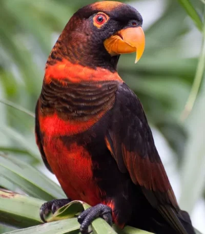 dusky lorikeet maharashtra top quality charcoal brown orange bands white rump lory