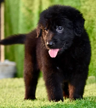 pure black german shepherd maharashtra long coat